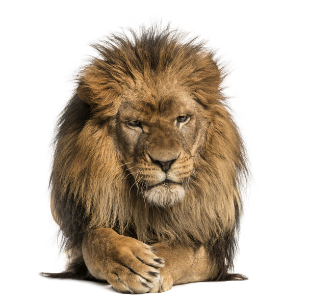 Vista frontal de um leão deitado, patas cruzadas, Panthera Leo, 10 anos
 - Foto, Imagem