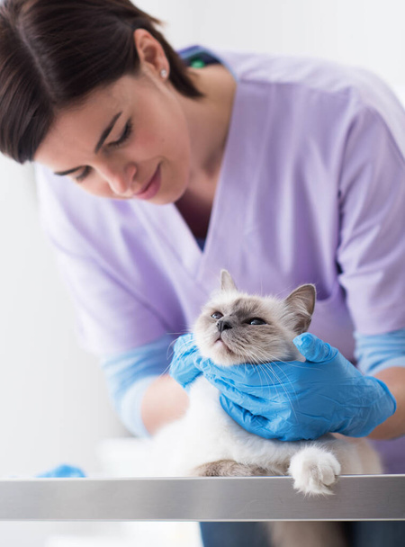 Professional veterinarian examining a cat on the surgical table, pet healthcare concept - Φωτογραφία, εικόνα