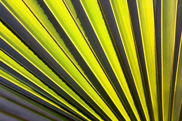 Abstract striped natural background. Details of dark green palm leaf. - 写真・画像