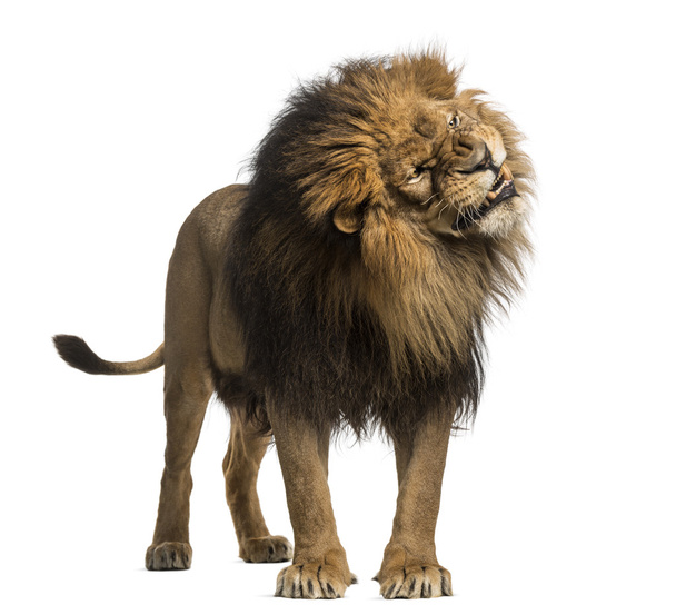 Lion standing, roaring, Panthera Leo, 10 years old, isolated on - Valokuva, kuva