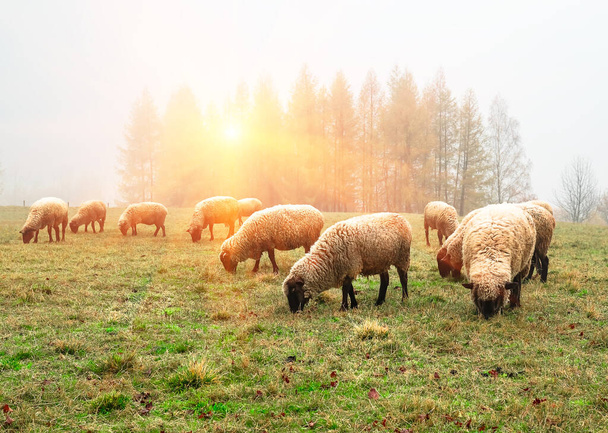 朝早く霧の中の羊は高地の牧草地秋に木を背景に - 写真・画像