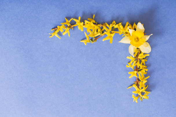 spring flowers on blue paper background - Foto, imagen
