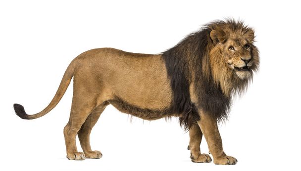 Vista lateral de um leão em pé, rugindo, Panthera Leo, 10 anos de idade
 - Foto, Imagem