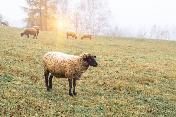 ovejas en la niebla temprano en la mañana en un pasto en las tierras altas, en el otoño, sobre el fondo de los árboles
 - Foto, imagen