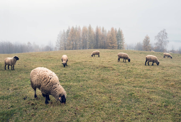 schapen in de mist vroeg in de ochtend op een weide in de hooglanden, in de herfst, tegen de achtergrond van bomen - Foto, afbeelding