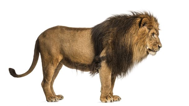 Side view of a Lion standing, Panthera Leo, 10 years old, isolat - Zdjęcie, obraz