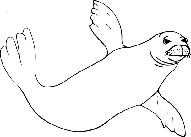 Desenho desenhado à mão de Monk Seal isolado sobre fundo branco. Ilustração em estilo vetorial desenhado à mão para cartazes, decoração e impressão
. - Vetor, Imagem