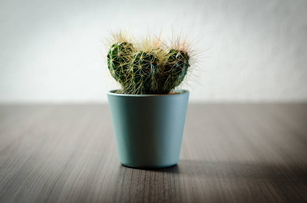 Collection of photographs of small cacti in micro pots. Three different types of cacti can be seen in the collection. - Foto, imagen