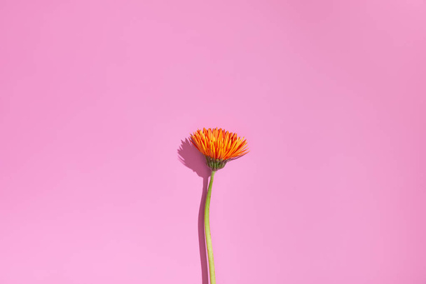 oranssi kukka eristetty vaaleanpunainen tausta varjo
 - Valokuva, kuva