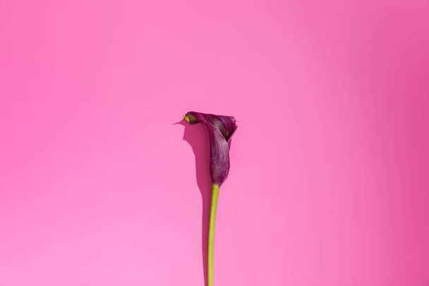 purple calla flower isolated on pink background with shadow - Photo, image