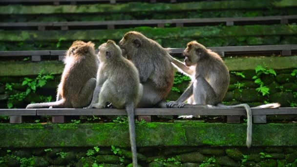 Familie van apen zittend op een houten constructie. Bali Indonesië. - Video