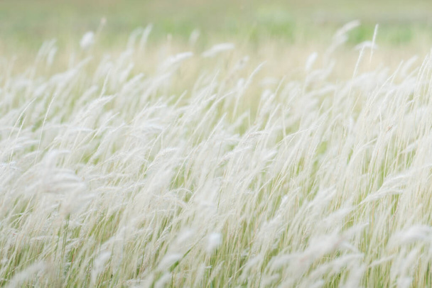 летний фон, сухой травяной цветок, дующий на ветру, красная трость, раскачивающаяся на ветру на прекрасном природном фоне
 - Фото, изображение