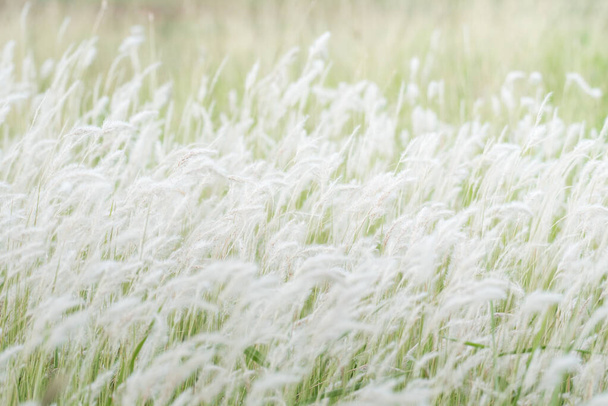 літній фон, суха квітка трави, що дме на вітрі, червона очеретяна коса на вітрі з красивим фоном природи
 - Фото, зображення
