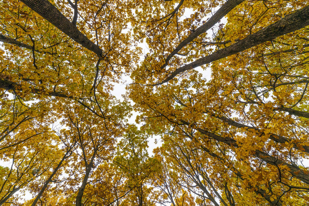 Outono paisagem com árvores na floresta - Foto, Imagem