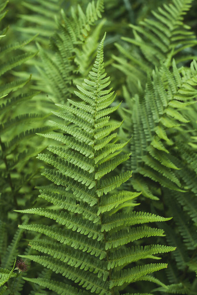 green ferns  close-up view  - Φωτογραφία, εικόνα