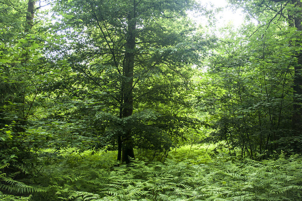 ferns carpet in a forest in springtime  - Foto, imagen