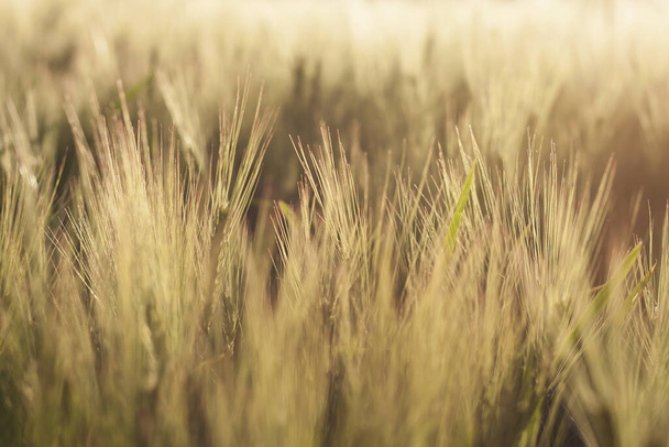 wheat field detail, abstract nature background  - Foto, Bild