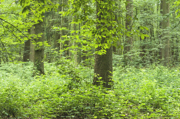 green forest nature background  - Фото, изображение