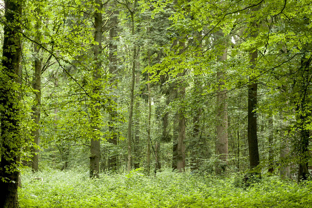 green forest nature background - Фото, изображение