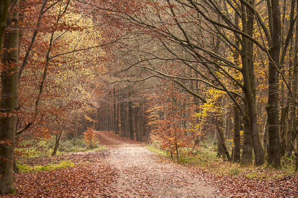 path in autumn forest  - 写真・画像