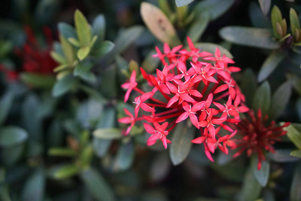 Ixora chinensis pequeñas flores rojas
 - Foto, imagen