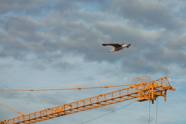 Птах на висоті баштового крана
 - Фото, зображення