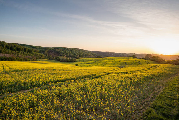 желтое канола поле на восходе солнца
 - Фото, изображение