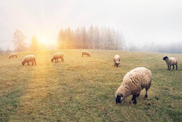 ovelhas no nevoeiro no início da manhã em um pasto nas terras altas, na queda, contra o fundo das árvores
 - Foto, Imagem