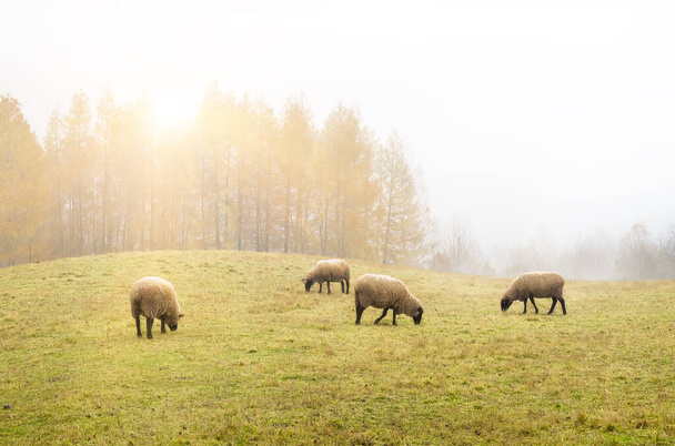 овцы в тумане рано утром на пастбище в горах, осенью, на фоне деревьев
 - Фото, изображение