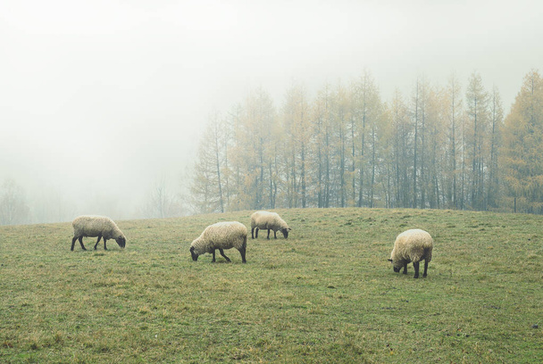 Sabahın erken saatlerinde sisli bir kuzu, dağlık arazide bir çayırda, sonbaharda, ağaçların arka planında. - Fotoğraf, Görsel