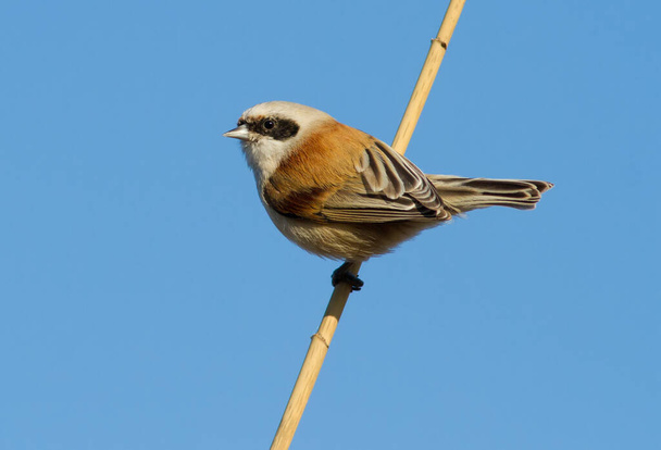 Eurasian penduline tit, remiz pendulinus. Morning, a bird sits on a reed stalk. - Photo, Image