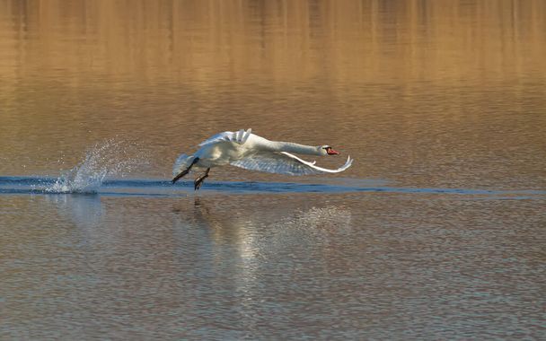 Mute swan, Cygnus olor. Morning on the river. The bird is taking off. - Foto, Imagen
