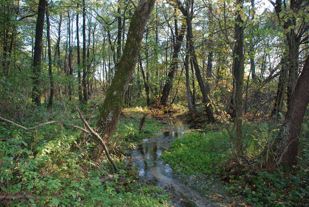 Маленька річка в лісі
 - Фото, зображення
