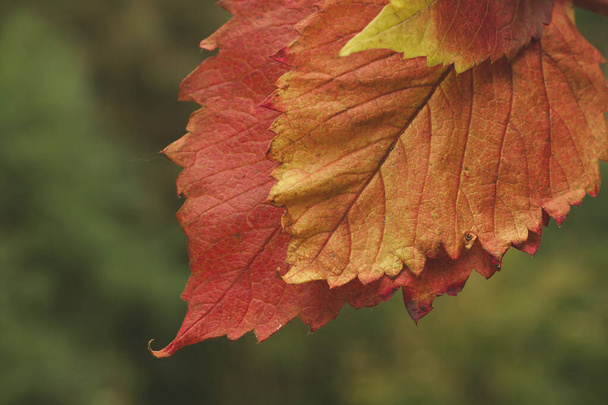 colorful autumn leaves close-up ivew - Фото, зображення