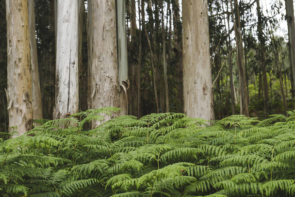 Green ferns in eucalyp trees woodland - Фото, зображення