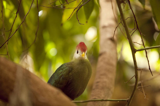 Удивительные тропические птицы со всего мира - Фото, изображение