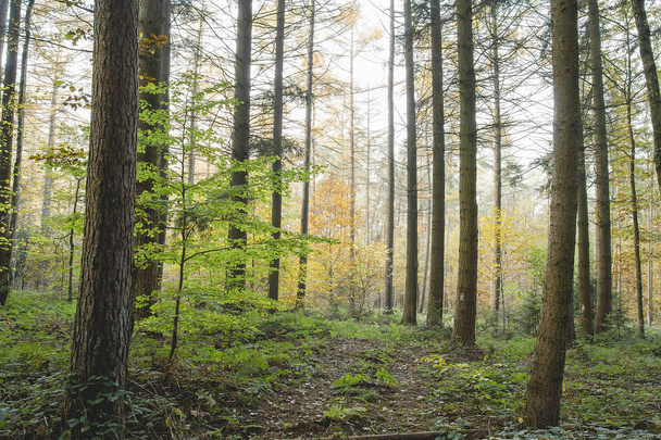 Autumnal landscape in mixed woodland  - Φωτογραφία, εικόνα