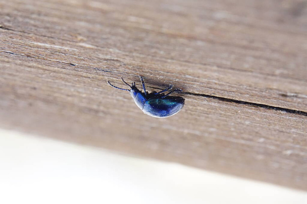 Beautiful blue metallic shining beetle on wood in macro - Photo, Image