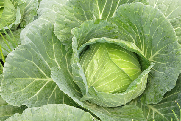 the head of green cabbage in the vegetable field. It is almost ready to be harvested  - Photo, Image