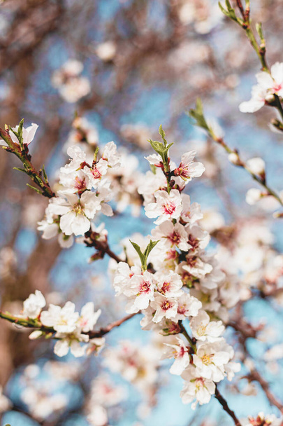 Beautiful almond flowers in the tree with blue sky behind in spring - Foto, Imagen