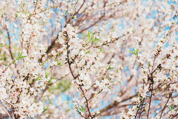 Piękne kwiaty migdałów na drzewie z błękitnym niebem za wiosną - Zdjęcie, obraz