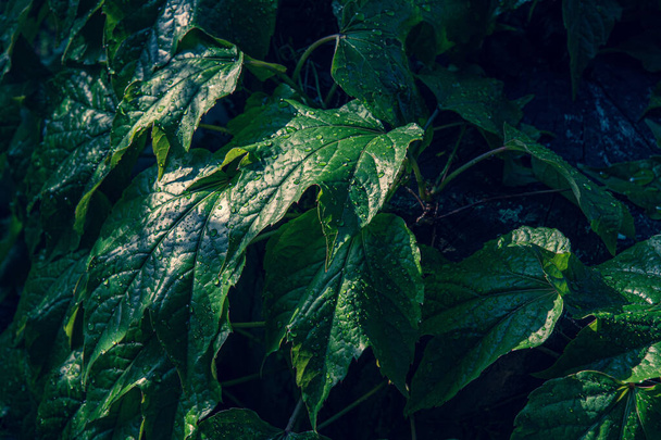 Розкішне листя рослини плюща з краплями води на глянцевому листі. Мокра текстура листя для тла. Краса природи після дощу
. - Фото, зображення