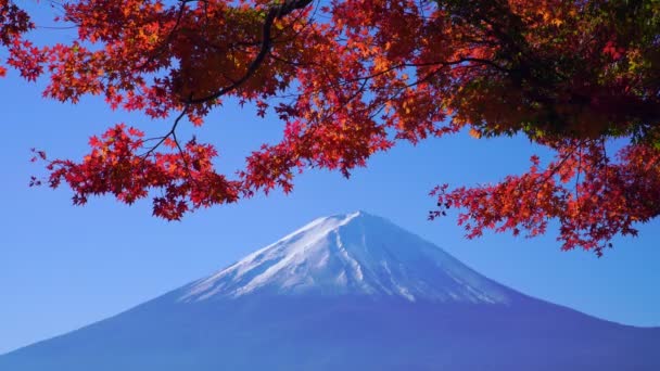 Φούτζι του βουνού με κόκκινο σφενδάμι το φθινόπωρο, λίμνη Καουαγκούτσικο, Ιαπωνία - Πλάνα, βίντεο
