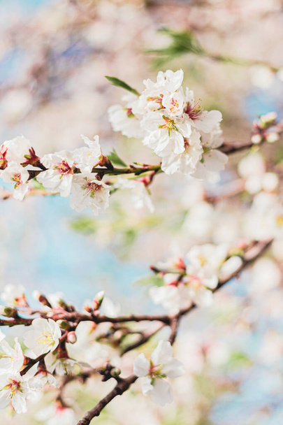 Beautiful almond flowers in the tree with blue sky behind in spring - Fotó, kép