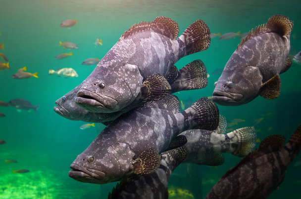 Óriás sügér vagy barna foltos sügér halak úsznak a zöld tengervíz alatt napfénnyel. - Fotó, kép