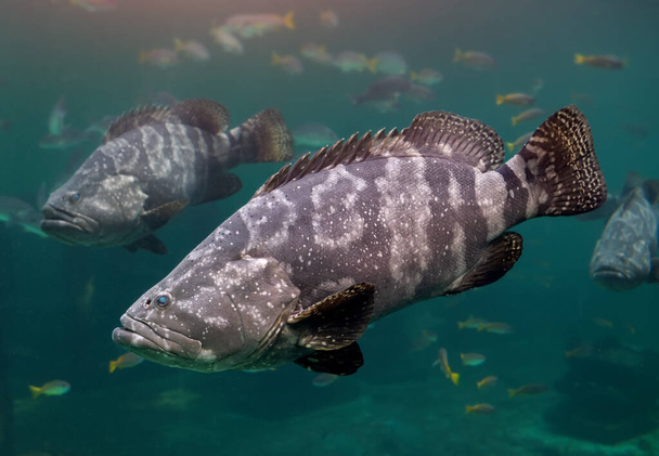 Giant grouper or brown spotted grouper fish swimming under green sea water with sun lighting. - Photo, Image
