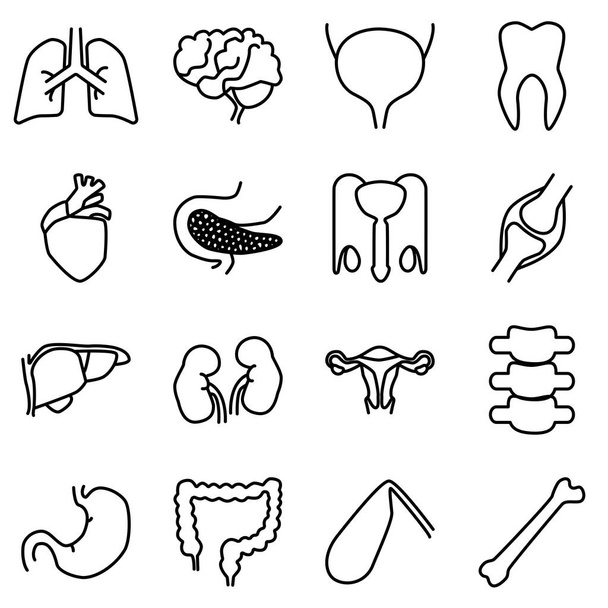 Einfache Reihe interner menschlicher Organe. Linienvektorsymbole. Zeichen menschlicher Organe oder Körperteile. - Vektor, Bild