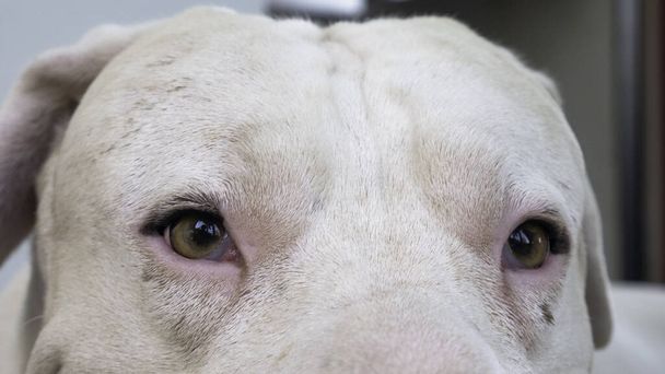 Oči bílého psa Dogo Argentino - Fotografie, Obrázek