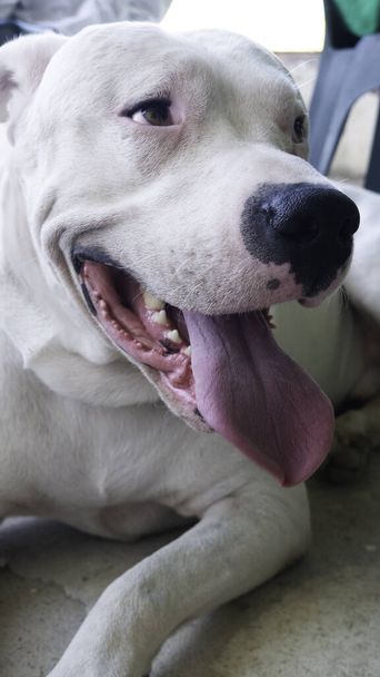 Portret of a Dog Dogo Argentínó  - Fotó, kép