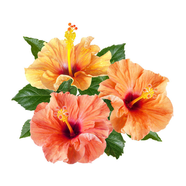 a bouquet of orange hibiscus flowers isolated on white background - Photo, Image